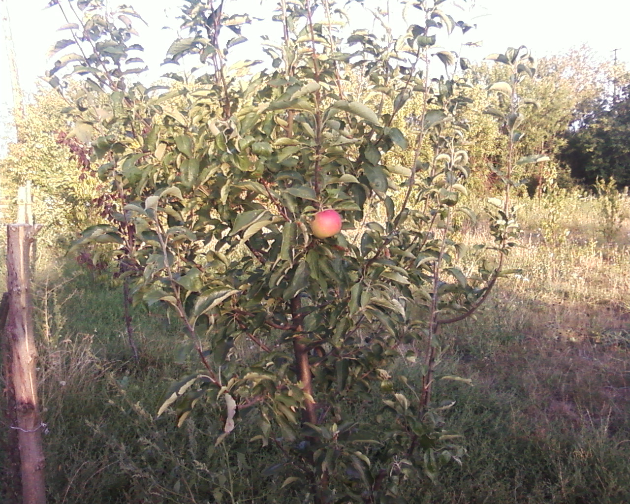 Яблоня Айдаред дерево